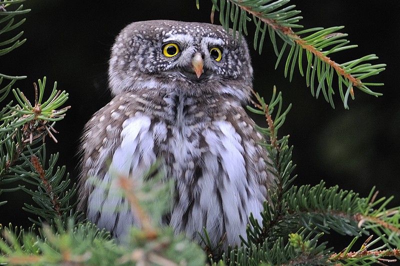 Civetta Nana - Glaucidium passerinum